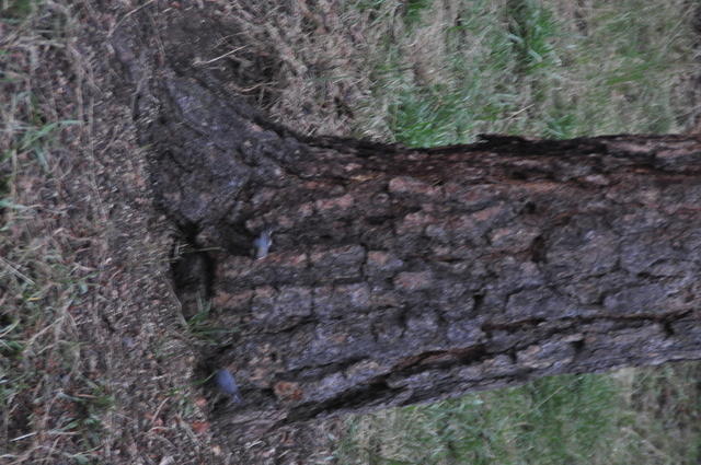 DSC 7369