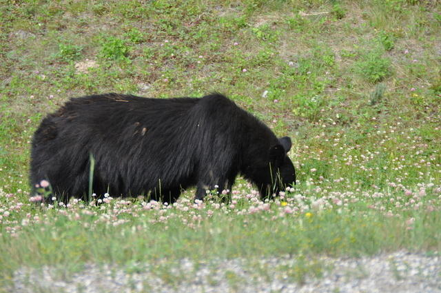 DSC 7007