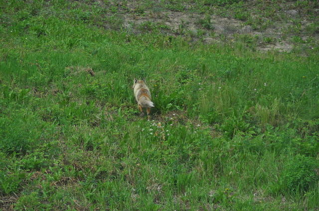 DSC 7019