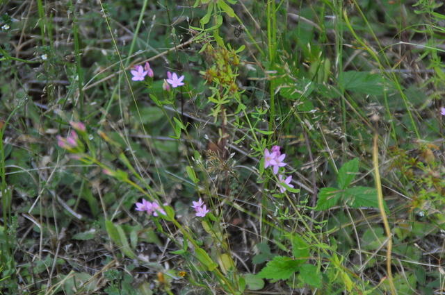 DSC 7177